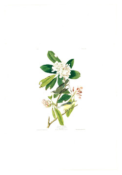花卉禽鳥(niǎo)類油畫 高清品質(zhì)