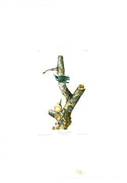花卉禽鳥類油畫 高清品質(zhì)