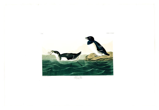 海鳥野鴨油畫 高清品質(zhì)