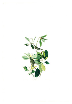 花卉禽鳥類油畫 高清品質(zhì)