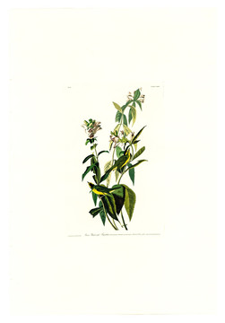 花卉禽鳥(niǎo)類油畫 高清品質(zhì)
