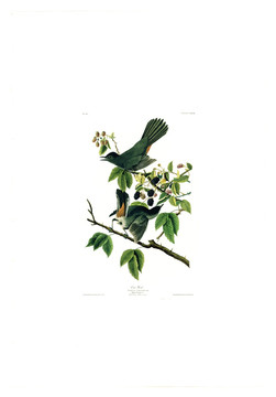 花卉禽鳥類油畫 高清品質(zhì)