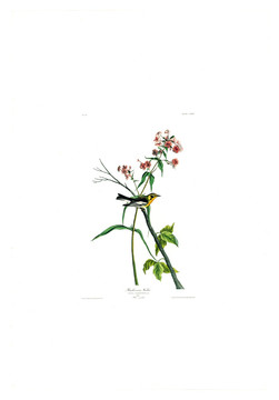 花卉禽鳥類油畫 高清品質(zhì)