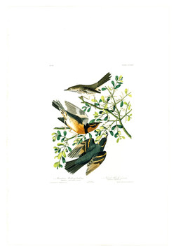花卉禽鳥(niǎo)類(lèi)油畫(huà) 高清品質(zhì)