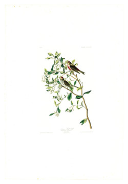 花卉禽鳥(niǎo)類(lèi)油畫(huà) 高清品質(zhì)