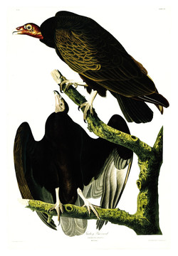 鹰雕猛禽鸟类油画 高清品质