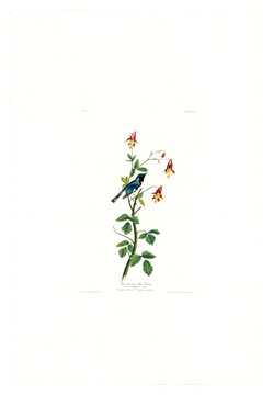 花卉禽鳥類油畫 高清品質(zhì)