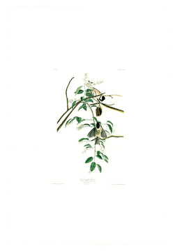 花卉禽鳥(niǎo)類(lèi)油畫(huà) 高清品質(zhì)