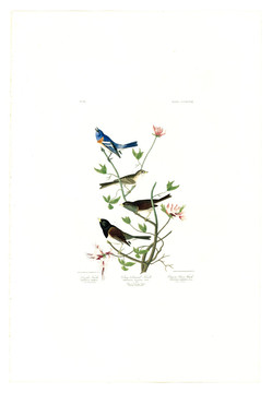 花卉禽鸟类油画 高清品质