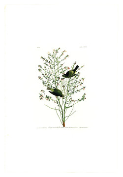 花鳥禽鳥類油畫 高清品質(zhì)