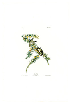 花鳥禽鳥類油畫 高清品質(zhì)