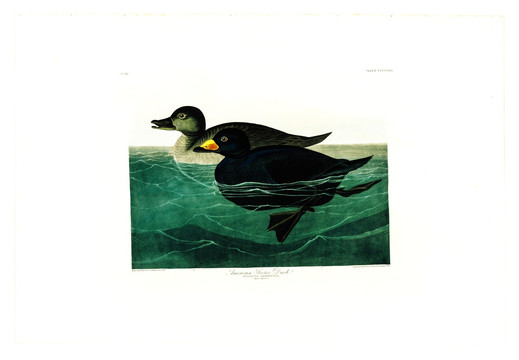 海鳥(niǎo)禽鳥(niǎo)類(lèi)油畫(huà) 高清品質(zhì)