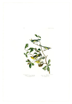 花禽鳥類油畫 高清品質(zhì)
