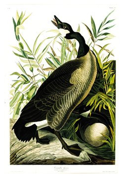 鸛形目禽鳥(niǎo)禽鳥(niǎo)類油畫(huà) 高清品質(zhì)