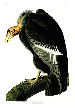 禿鷲禽鳥(niǎo)類油畫(huà) 高清品質(zhì)
