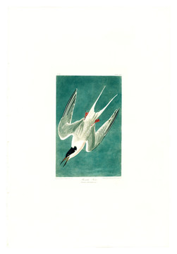 鹤形目猛禽鸟类油画 高清品质