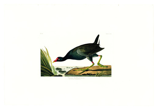 秧雞科鳥類油畫 高清品質(zhì)