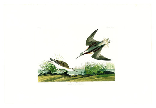 秧雞科鳥類油畫 高清品質(zhì)