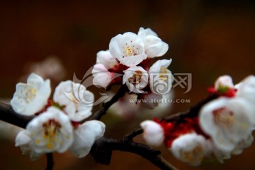 花 杏花 杏树 花蕊 春天