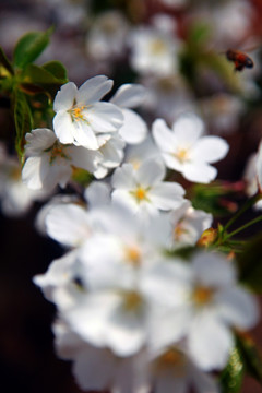 春天 繁花似锦