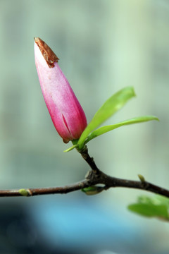 玉兰花特写 玉兰花高清