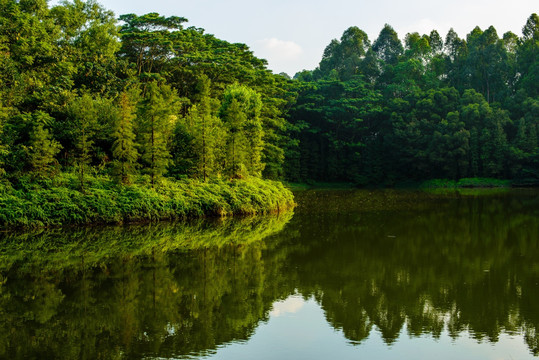 阳光绿树