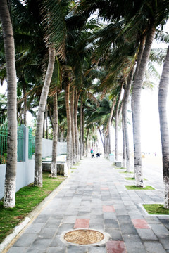 椰林小道