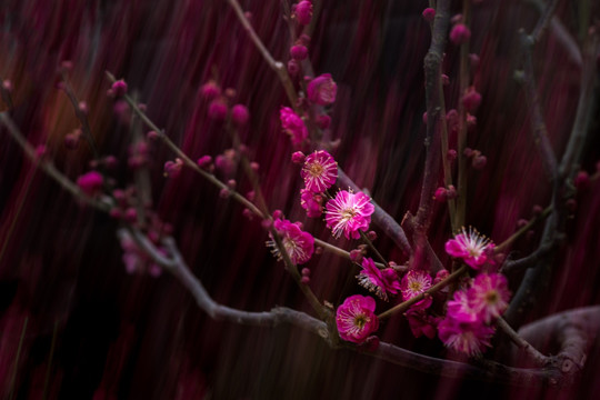 梅花