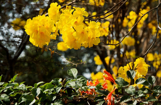 泰国北部树木花卉