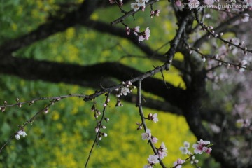 桃花 油菜花