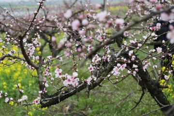 桃花 油菜花