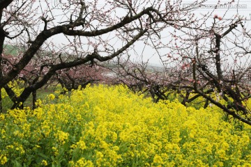 桃花 油菜花