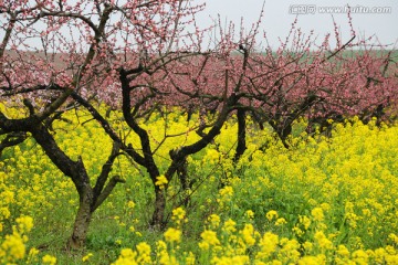 桃花 油菜花