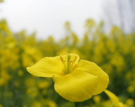 油菜花