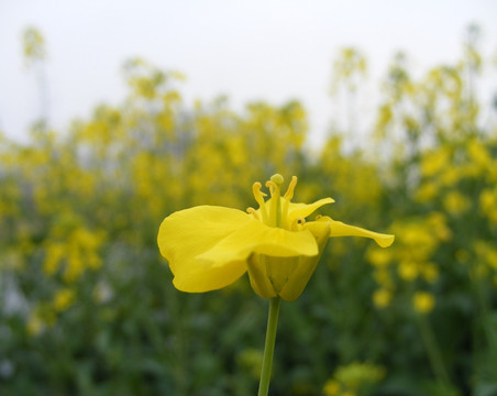 菜花