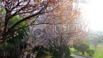 春暖花开 春景 公园风景