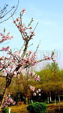 桃花 花儿 花朵 桃枝 粉花