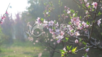 桃花 盛开 花卉 春天