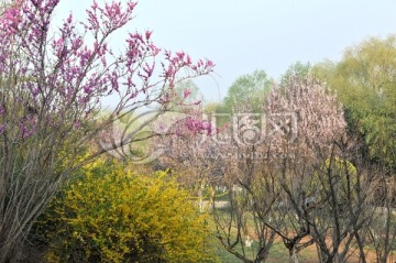 春天 春花 绽放 粉花 紫荆