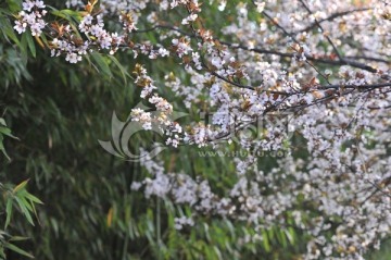 春天公园风景 高清素材