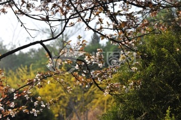 春天 公园风景