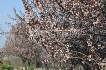 春暖花开 绿树 高清素材