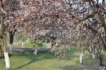 公园风景 春天公园 李子树