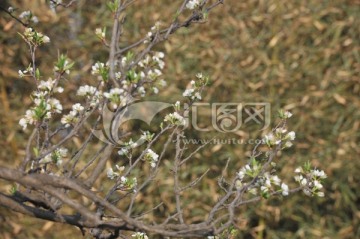 李子树 李子花 春天