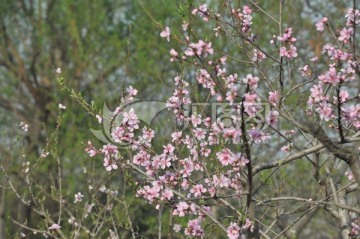 桃花 粉色桃花