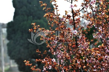 公園風(fēng)景 春天