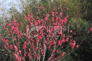 桃花 花儿 花朵 桃枝