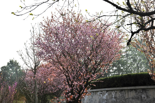 公园风景 园林绿化 春景