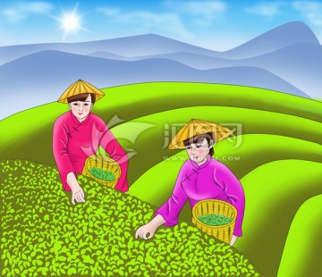 采茶 插畫 采茶女 茶園