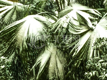 棕榈树雪景